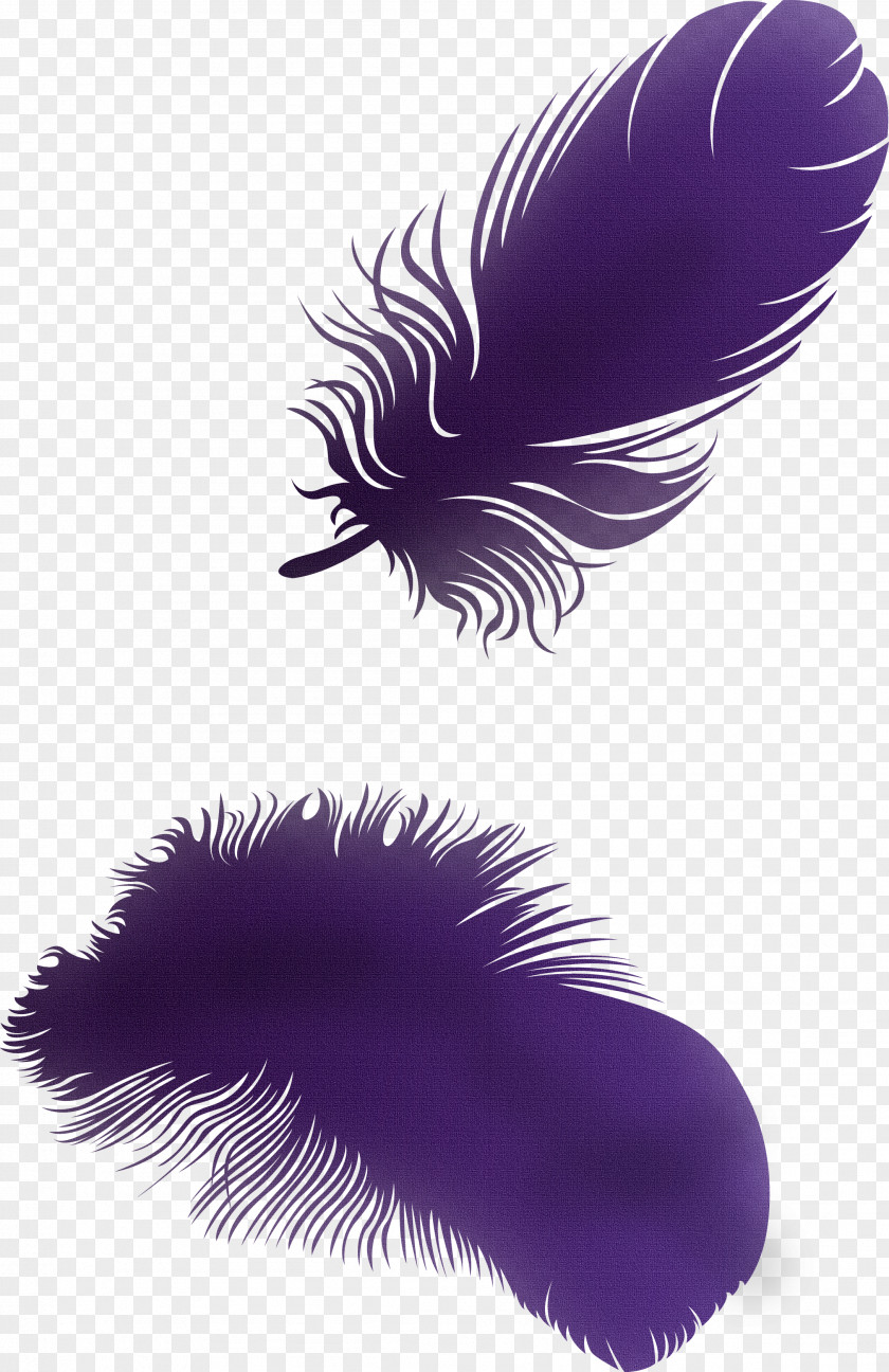 Feather Picture Wings Material Clip Art PNG