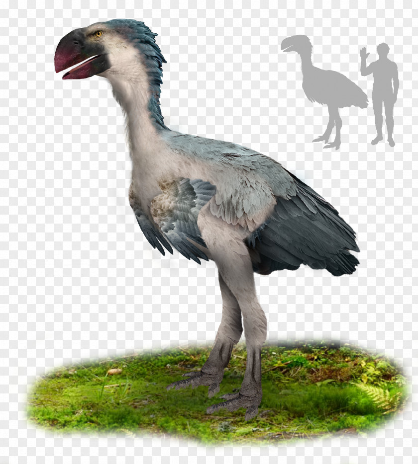 Fille Paleocene Gastornis Bird Oligocene PNG