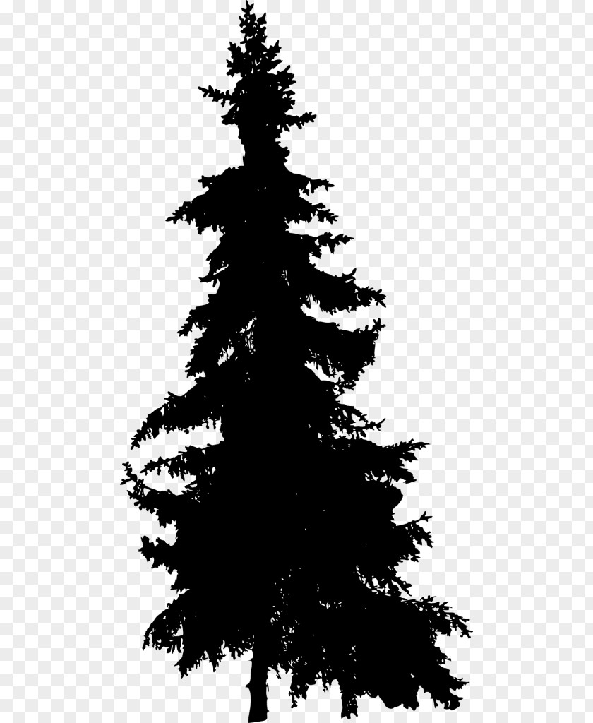 Tree Spruce Pine Fir PNG