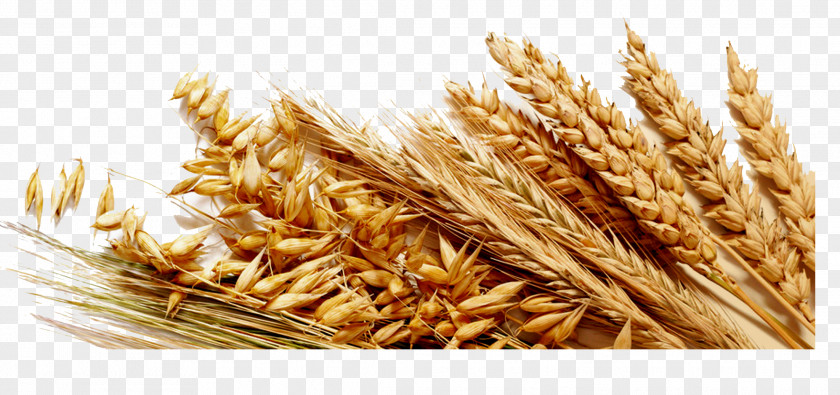 Wheat Common Cereal Ingredient Gluten Bread PNG
