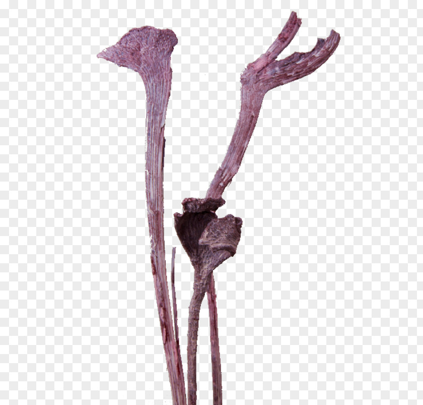 Flower Twig Plant Stem PNG