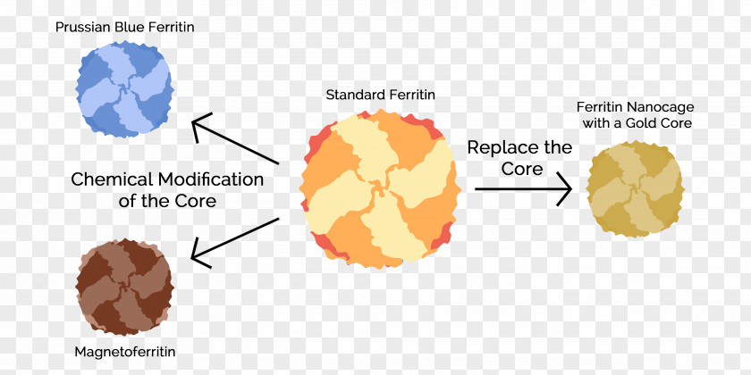 Line Organism Angle Diagram PNG