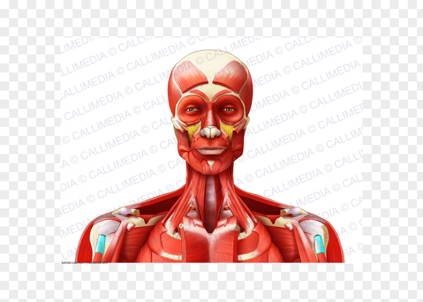 Muscle Head And Neck Anatomy Muscular System PNG