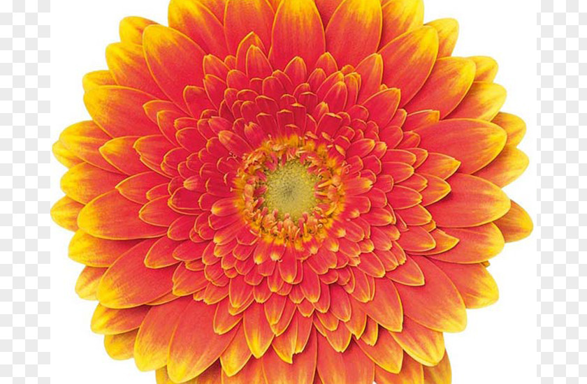 Navy Gerbera Transvaal Daisy Chrysanthemum Cut Flowers Colours Of Nature Dahlia PNG