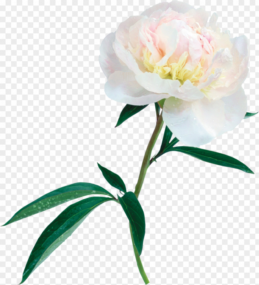 Peony Flower Clip Art PNG