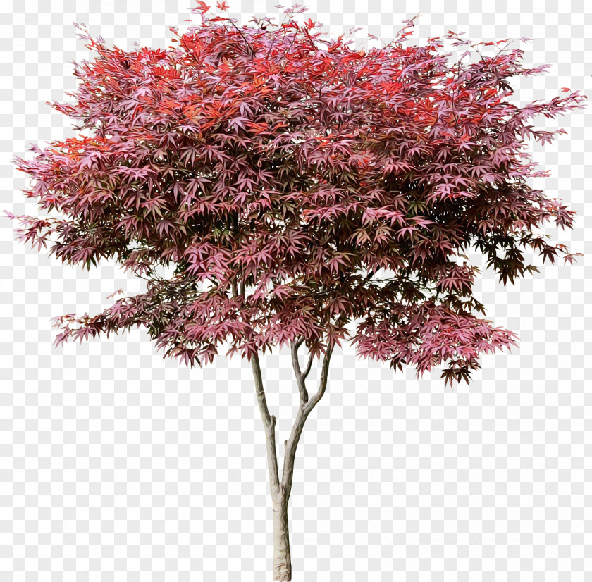 Redbud Red Bud Maple Tree PNG