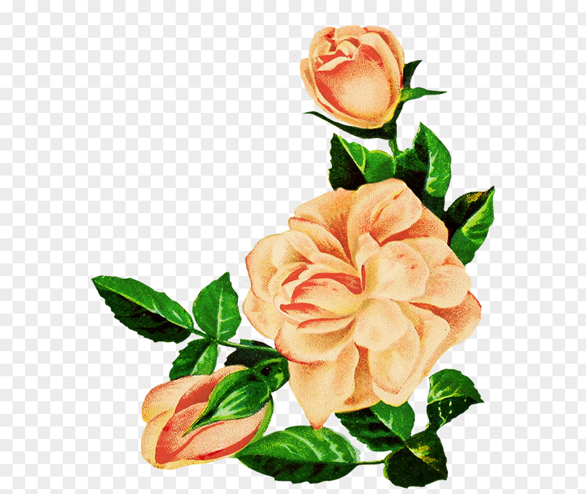 Flower Garden Roses Centifolia Drawing Floral Design PNG