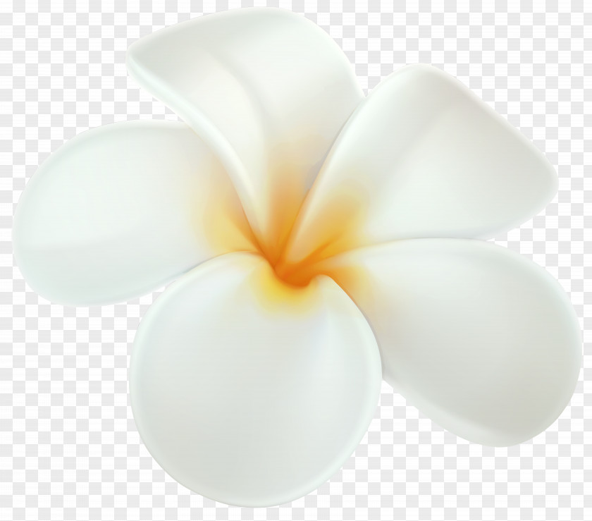 Frangipani Drawing Flower Clip Art PNG