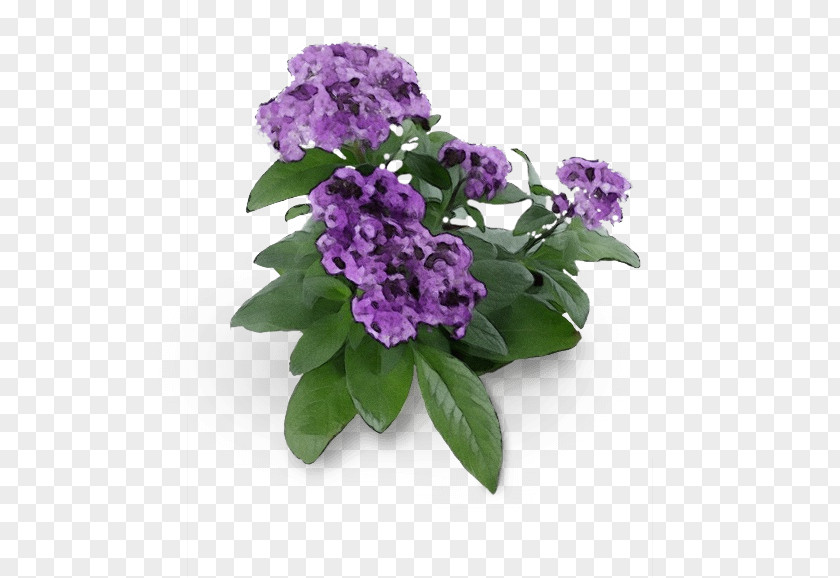 Garden Phlox Cut Flowers Flower Purple Violet Plant Lilac PNG