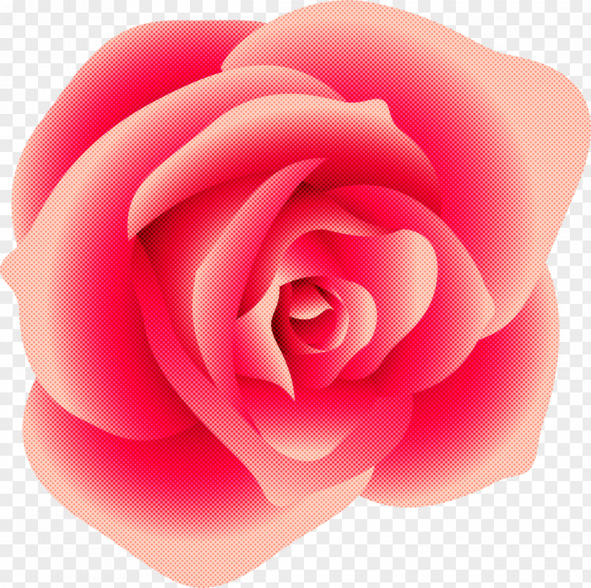 Garden Roses PNG