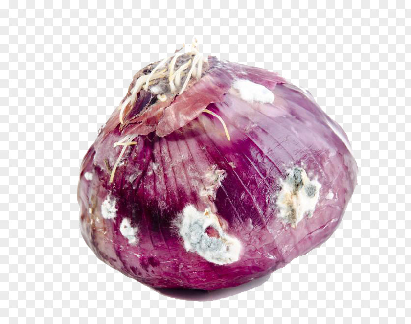 Moldy Onions Red Onion Vegetable Mold Vegetarian Cuisine PNG