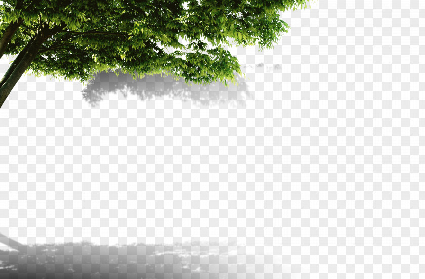 Tree Child Brand Chin PNG