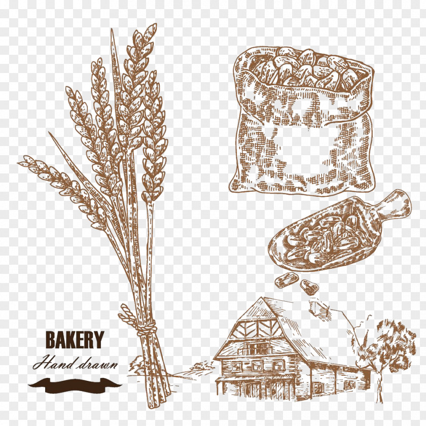 Wheat Farm Illustration Drawing Cereal PNG