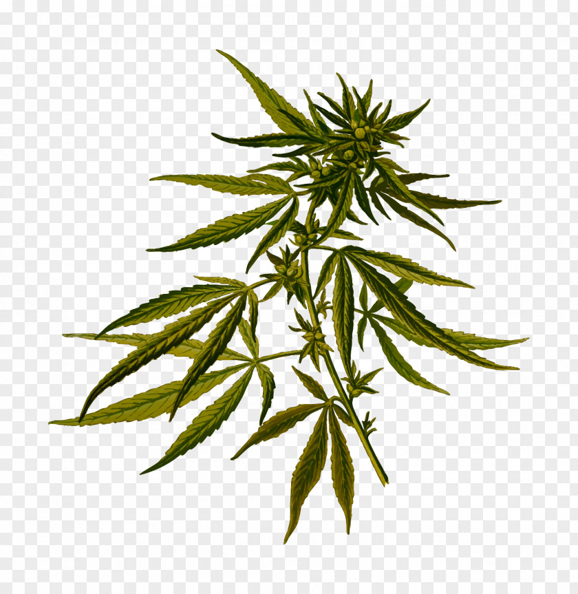 Cannabis Sativa Ruderalis Hemp Medical PNG