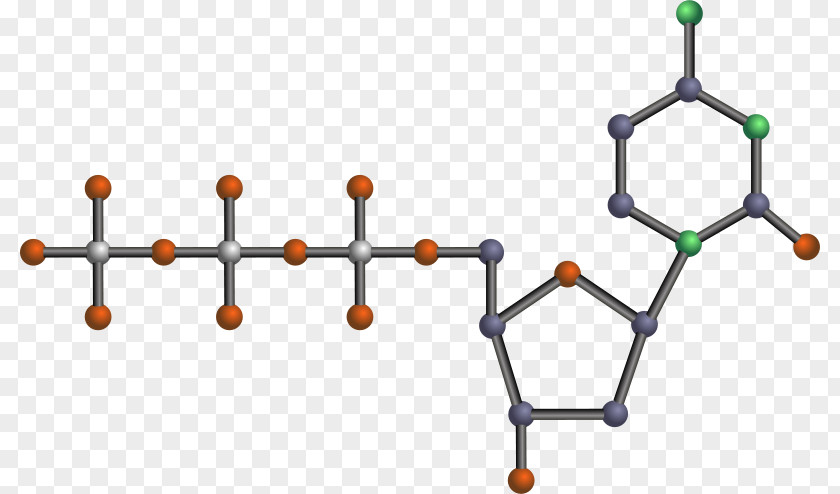 DNA Nitrogenous Base Clip Art PNG