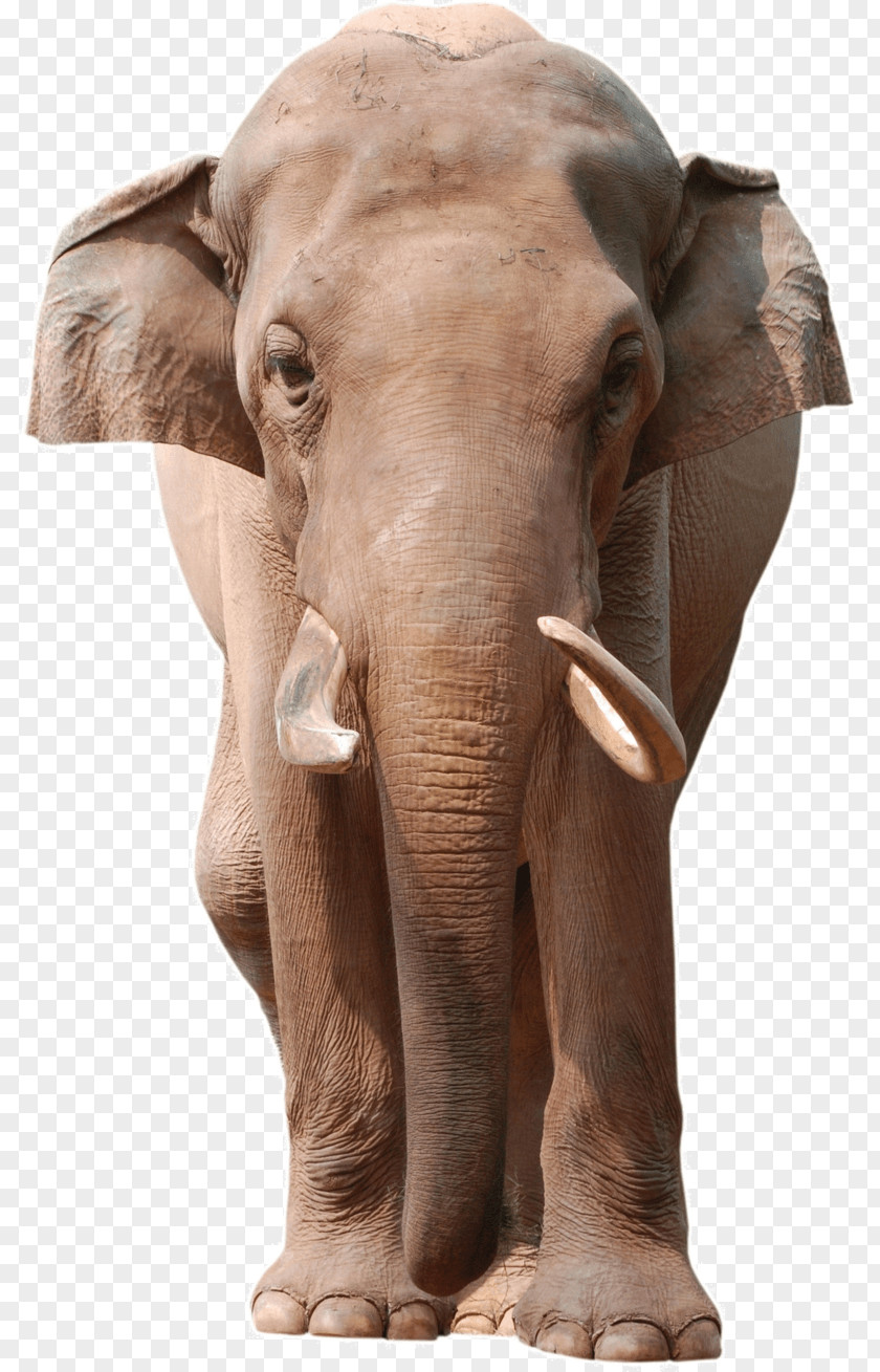 Elephants African Bush Elephant Asian Stock Photography Royalty-free PNG