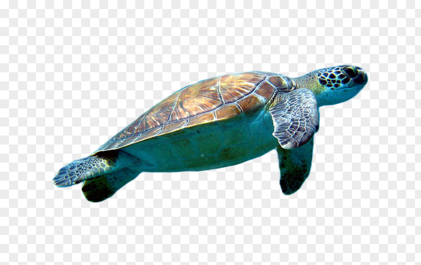 Turtle Pictures Loggerhead Sea Cheloniidae Clip Art PNG