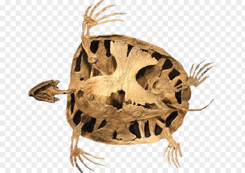 Turtle Reptile Niobrara Formation Late Cretaceous Toxochelys PNG
