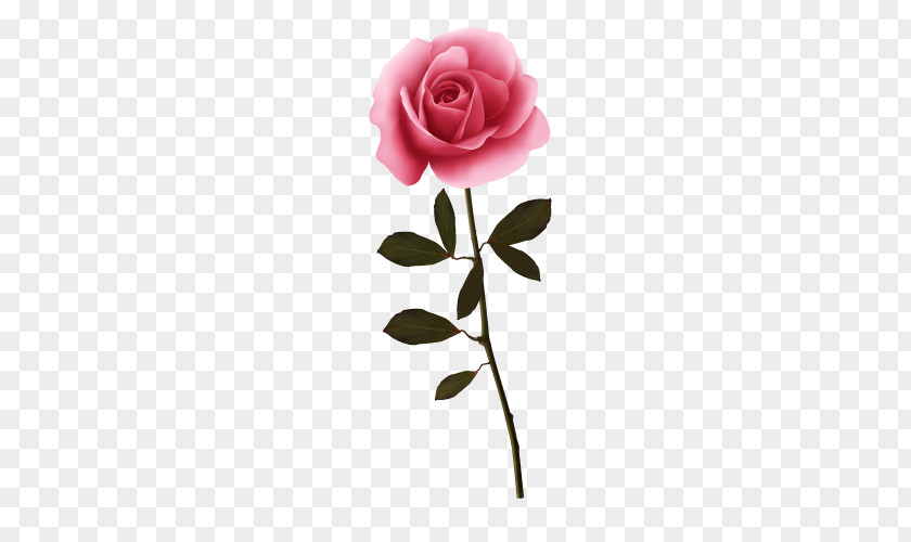 Vector Rose Garden Roses Flower PNG