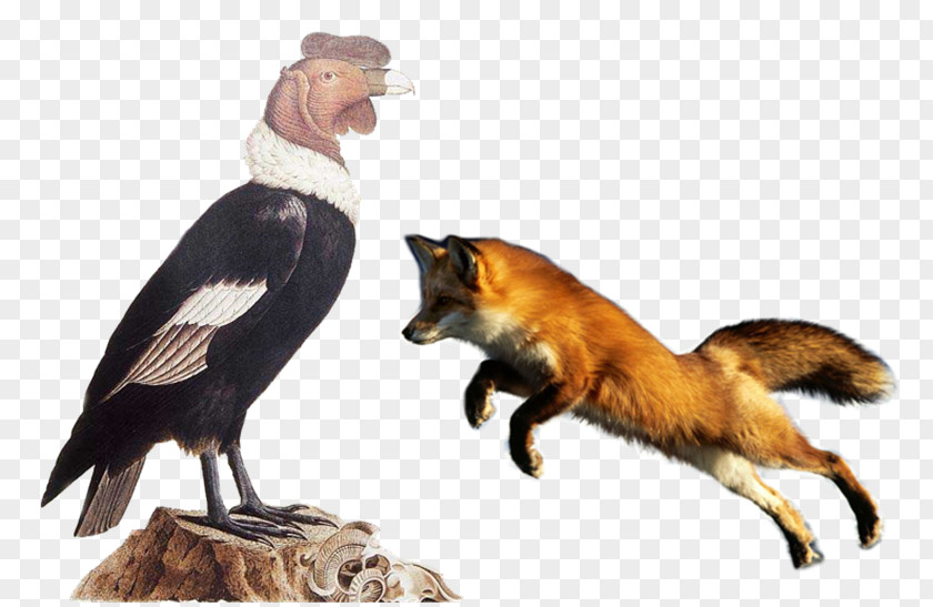 Aves Red Fox Ape Symbol Evolution PNG