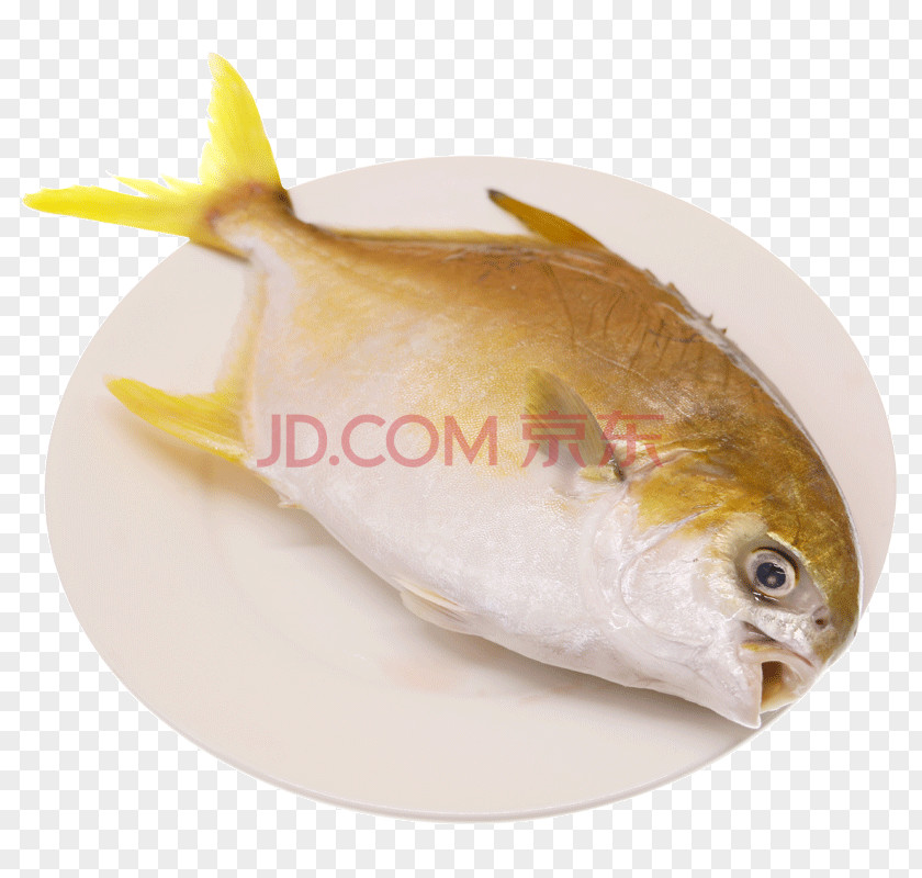 Fish Pampus Argenteus Seafood Clip Art PNG