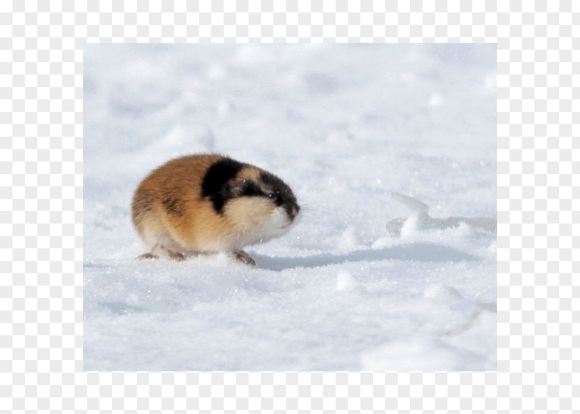 Hamster Lemming Far East Geography Tundra PNG