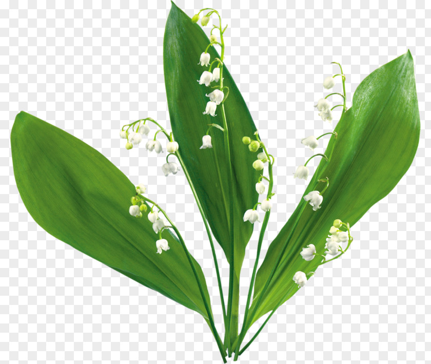 Lily Of The Valley Animaatio Flower Clip Art PNG