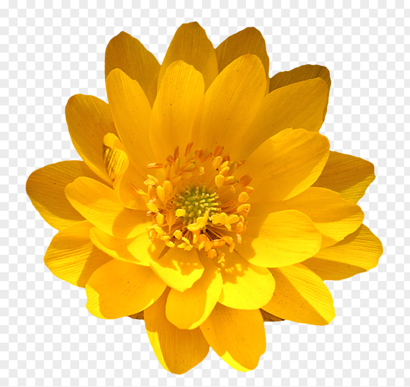 Marigold Flower Stock Photography Royalty-free PNG