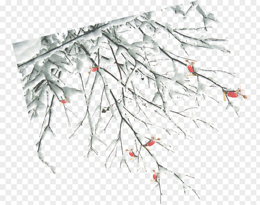 Winter Branches Twig Branch PNG