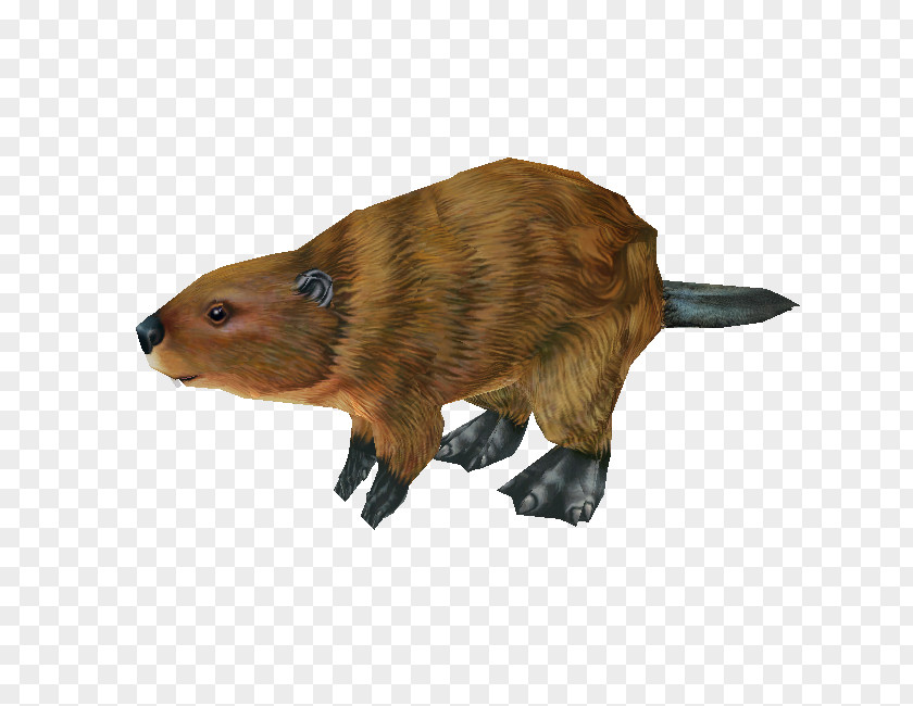 Zoo Tycoon 2 Beaver Fauna Fur Snout PNG