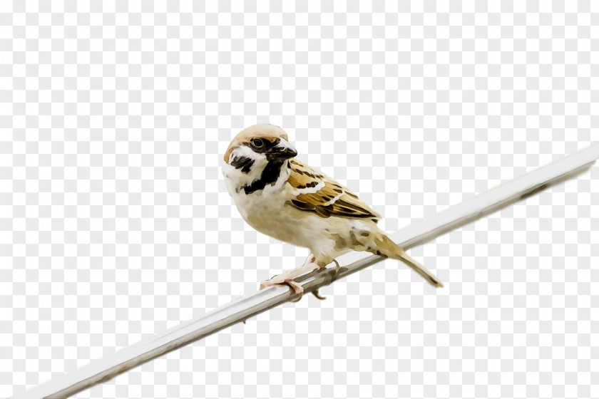 Bird Beak Sparrow Songbird Perching PNG