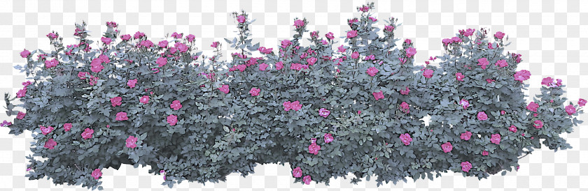 Herbaceous Plant Tree Flower Pink Shrub PNG