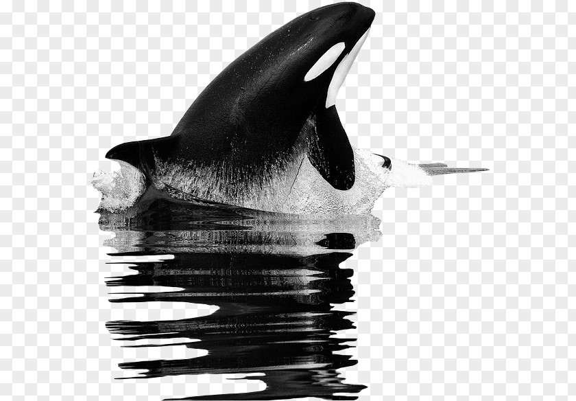 Killer Whale Tilikum United States Food Chain PNG