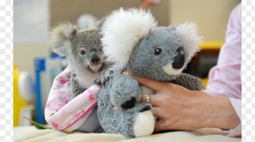 Koala Australia Zoo Baby Stuffed Animals & Cuddly Toys Bear PNG