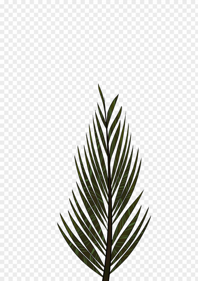 Palm Leaves Pinus Palustris Leaf Tree Arecaceae Drawing PNG
