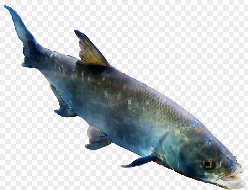 Salmon Marine Biology Mammal Milkfish PNG