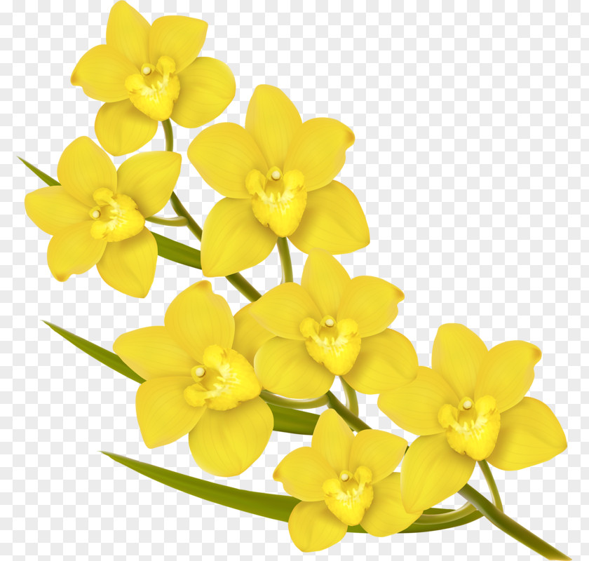 Six Yellow Flowers Flower Euclidean Vector Royalty-free PNG