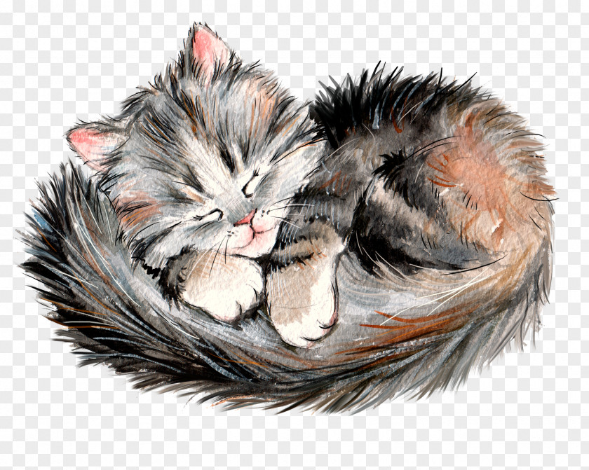 Sleeping Kitten Maine Coon Whiskers PNG