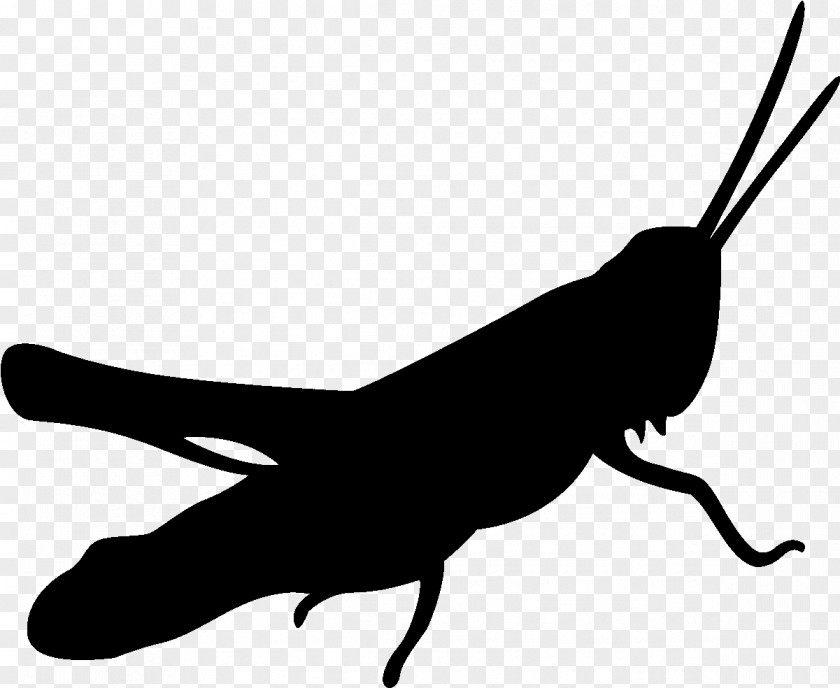 Tail Cricketlike Insect Silhouette PNG