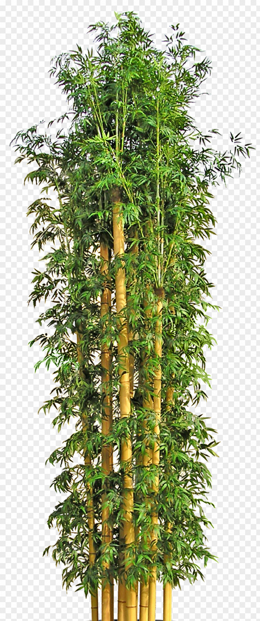 Tree Bamboo Flowerpot PNG
