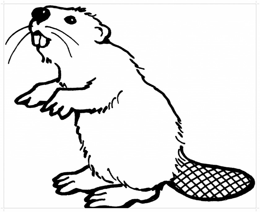 Beaver North American Coloring Book Felidae Rodent Castoroides PNG