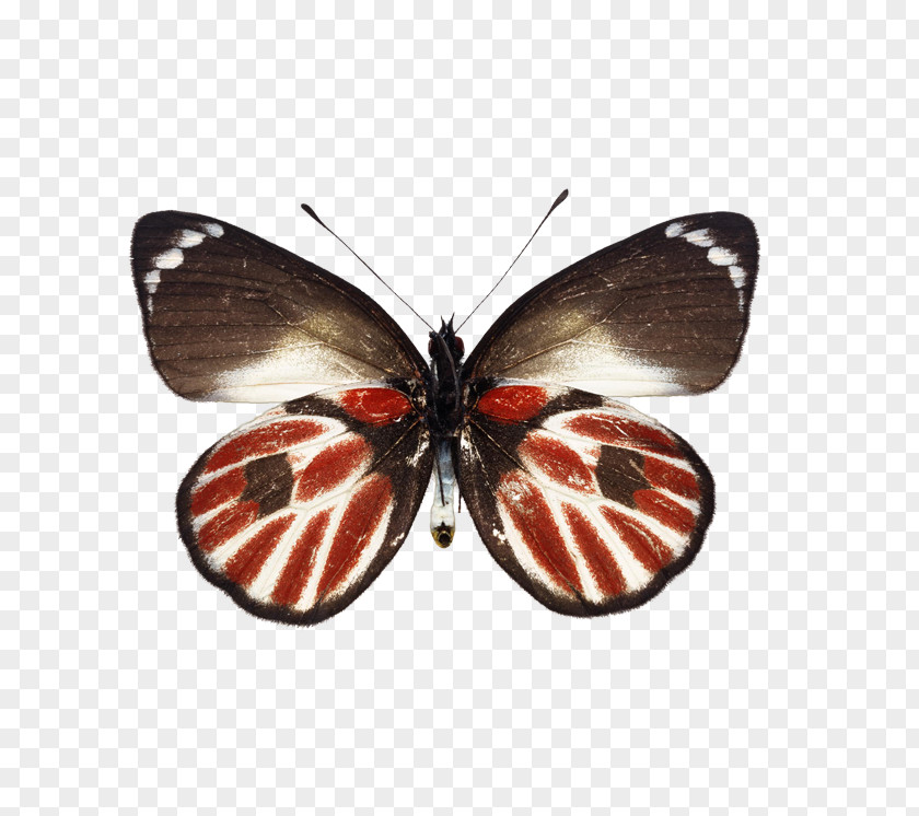 Butterfly Натяжна стеля Ceiling PNG