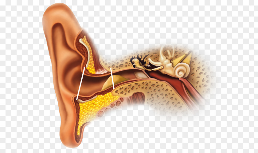 Ear Earwax Canal Gland Secretion PNG