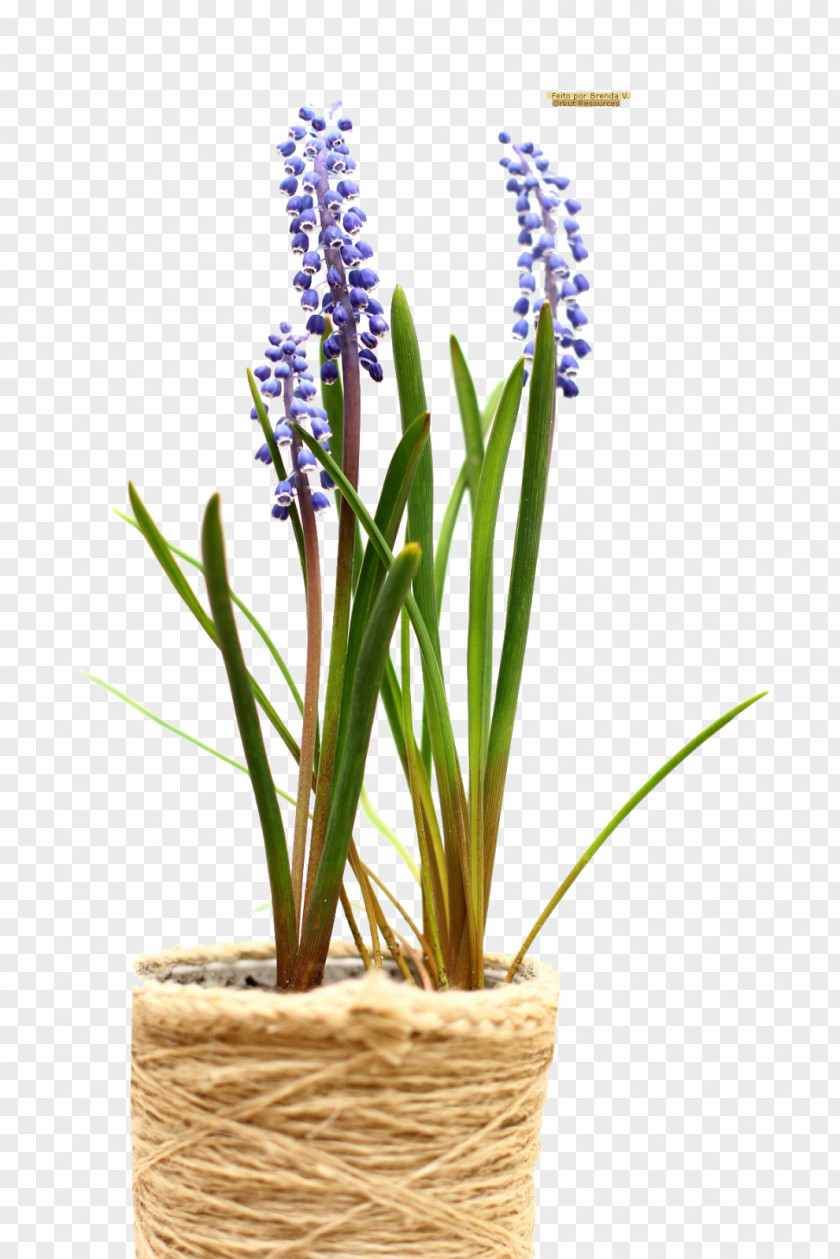 Plant Flowerpot Watering Cans Garden PNG