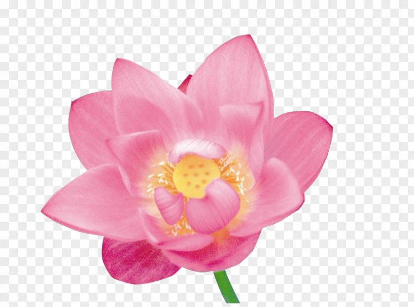 A Lotus Flower Petal Stock Photography PNG