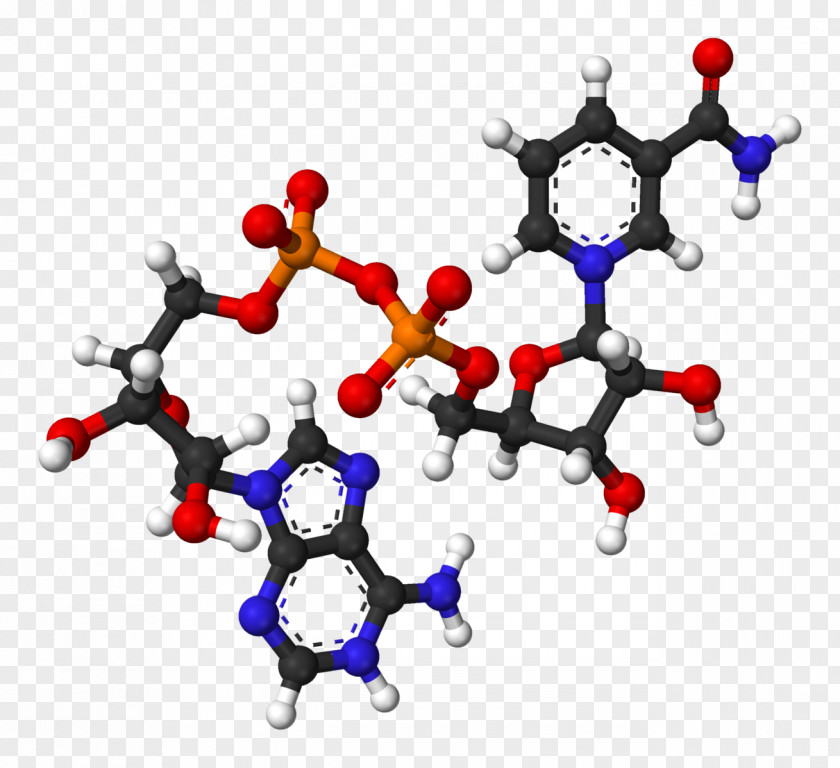 Crystal Ball Nicotinamide Adenine Dinucleotide Molecule Oxidative Phosphorylation Redox PNG