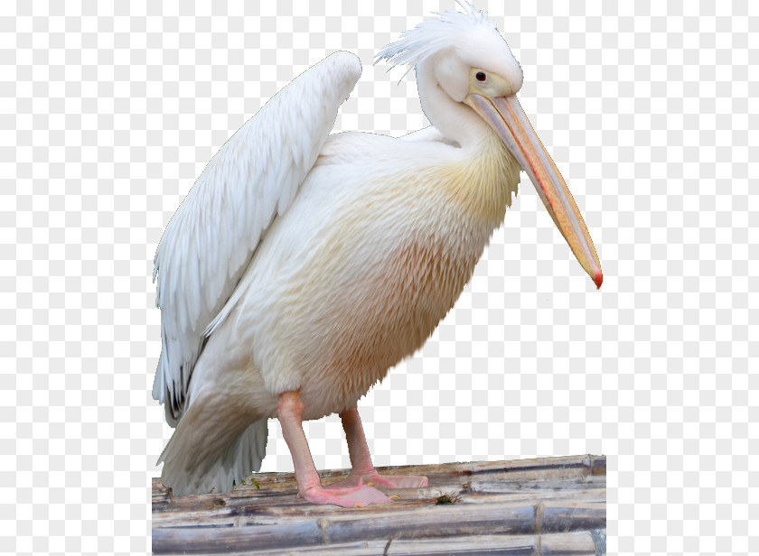 Cute White Cormorant Pelican Bird Icon PNG