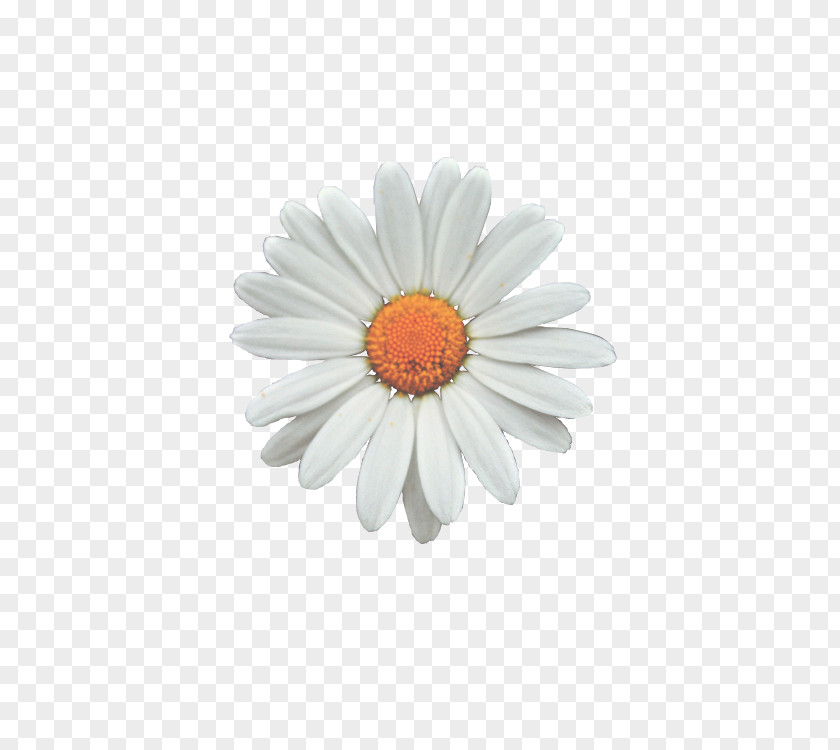 Daisy Common Flower Clip Art PNG