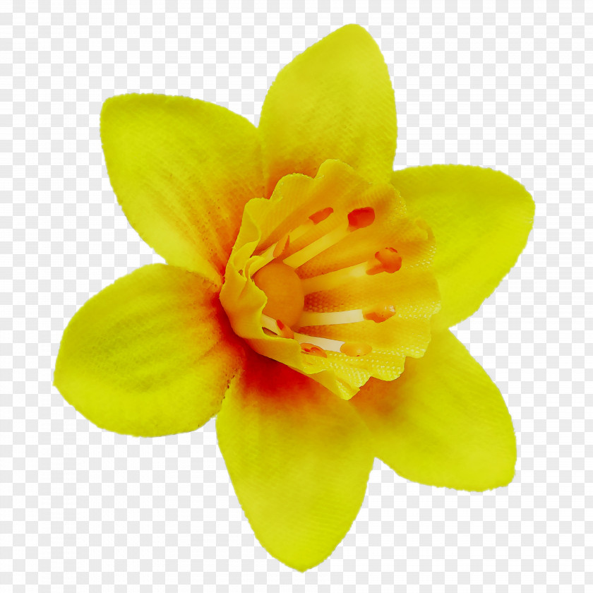 Narcissus PNG