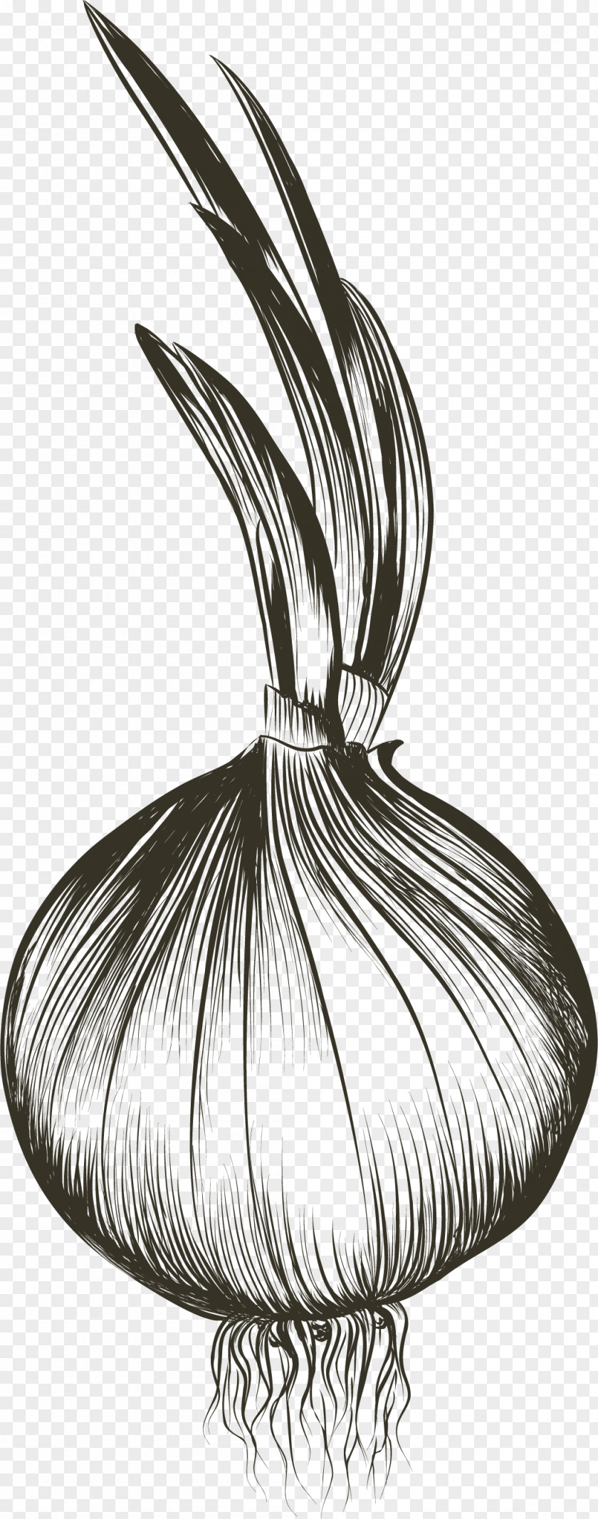 Sprouting Garlic Drawing Euclidean Vector PNG